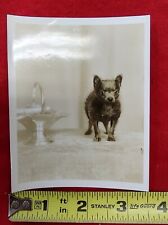 Antique Snapshot of Cute Little Dog picture