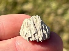 France Fossil Barnacle Miocene Age Sea Fossils picture