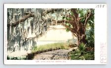 Postcard Florida Ormond FL Royal Arch Oak Tree Pre-1907 Unposted Undivided Back picture