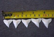 5 pcs BULL shark teeth  24 - 25 mm 'GEM QUALITY  . Monster BIG SHARK picture