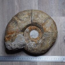 LARGE 5.2Kg 23cm Pseudohaploceras sp. Ammonite Fossils Fossilien picture