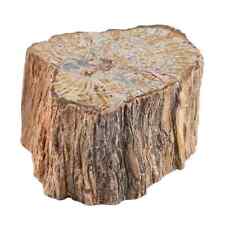 Petrified Wood Brown Home Indoor Decoration Branches-L Approx. Ct 7171 picture