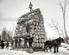 Antique 1890s Photo Logging a Big Load of Trees in Michigan - Men with Tree Sled picture