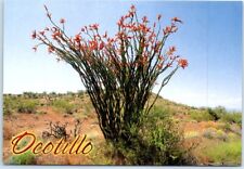 Postcard - Ocotillo picture