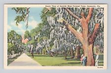Postcard Scenic View of Spanish Moss Covered Trees Pensacola Florida picture