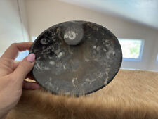 Ammonoids & Orthoceras Fossil Large Oval Dish | NWT picture