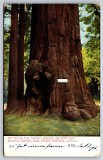 Jumbo, Big Tree Grove, Santa Cruz California Vintage Postcard picture