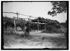 Cavalry camp,Winchester,Virginia,VA,United States Army,Military,1913,7 picture