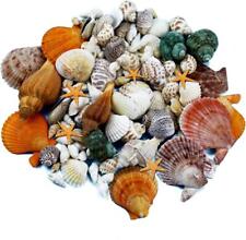 135 Pcs Mini Sea Shells Mixed Beach Seashells Starfish, Colorful Natural Seashel picture