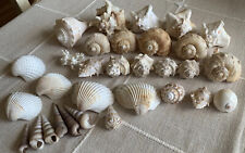 Lot Assorted Shells Conch Tiger Shark Eyes Clam Cone Seashell picture