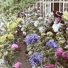 Antique 1899 Victorian Chrysanthemums Garden Stereoview Photo Card V3204 picture