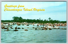 c1960s Wild Pony Swim Chincoteague Island Virginia Vintage Postcard picture