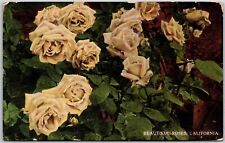 1915 Flower Beautiful Roses California Greetings & Wishes Posted Postcard picture