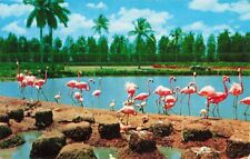 Miami Florida, Flamingos & Nests at Hialeah Race Course, Vintage Postcard picture