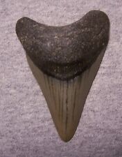 MEGALODON Shark Tooth 3 5/16