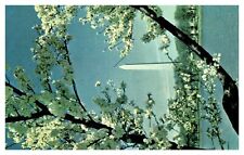 Postcard DC - Washington Monument through Cherry Blossoms picture