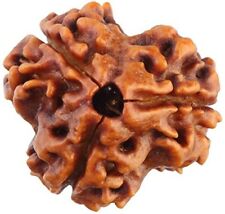 3 Mukhi Certified Siddhya Rudraksha from  Size-14mm-16mm, Color: Natural Brown picture