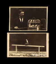 Rare Sideshow Circus CDV Photos - Trained Birds & Trainer by Eisenmann Lot 1800s picture