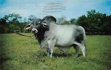 Hungerford TX JDH Minton de Manso Brahman Bull Hudgins Cattle Ranch Postcard K7 picture