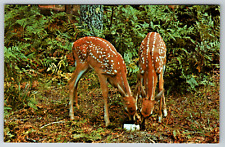 c1960s Baby Deer Foal Eating Grass Feeding Vintage Postcard picture