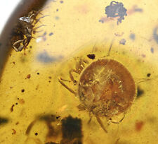 Rare Ixodida (Hard Tick), Fossil inclusion in Burmese Amber picture