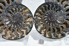 RARE 1 in 100 BLACK Ammonite Pair 185mm Deep Crystals XLARGE 7.3