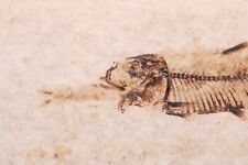 Ultra Rare Knightia as Predator Aspiration Fish Fossil Lake Wyoming Wy COA 6231 picture