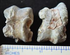 Pair of Oreodont Astragalus, Ankle Fossils, Merycoidodon culbertsoni, SD, O1475 picture