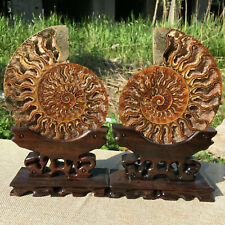 A Pair Natural ammonite fossil conch Crystal specimen healing Reiki+stand 2PCS picture