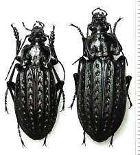 Carabidae, Carabus (Limnocarabus) clathratus pair A1, SW. Ukraine picture