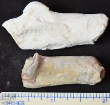 Pair of Oreodont Calcaneus, Ankle Fossils, Merycoidodon culbertsoni, SD, O1461 picture
