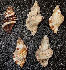 5 X-Large Triton Seashells  From Kauai picture