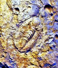 Fine and rare 2.2cm, high relief Ditomopyge kumpani: Carboniferous, Kazakhstan picture