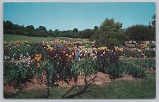Montclair New Jersey~Mountainside Park~Presby Memorial Iris Garden~1950s Pc picture