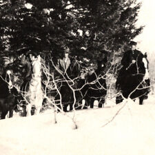 Vintage 1910s RPPC Elk Hunting On Horses Warm River Postcard Idaho picture