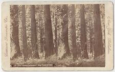 1880's Calaveras County, California Big Trees STEREOVIEW - Giant Redwoods picture