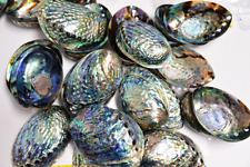 shell ABALONE PAUA SHELL polished BOTH sides.  1 shell. picture