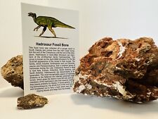 Hadrosaur Fossil Dinosaur Bone Sections, Hell Creek Formation South Dakota, F picture