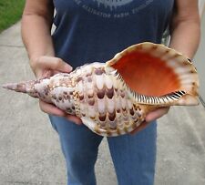 13 inch Polished Pacific Triton Trumpet Seashell shells seashells #46684 picture