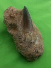 2.1 Inches Mosasaur Teeth Fossilized Mosasaurus tooth in its matrix from Morocco picture