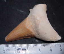 #T-38 Shark tooth fossil of a real Otodus Obliquus over 60 million years old picture