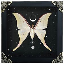Handmade Framed Luna Moth Astronomy Decor Taxadermy Insect Gift For Her picture