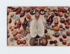 Postcard Sea Shells Along Florida's Holiday Tales USA picture