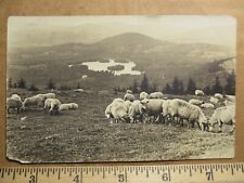 c1905 RPPC postcard Townshend VT sheep field picture
