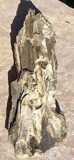 7 Lb GNARLY Petrified Fossil Wood Limb Section~Rare Lg Druzy~Incredible Detail picture