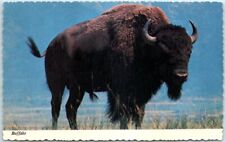 Postcard - Buffalo picture
