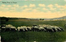 1912 Raising Sheep, Postmarked in Scio, Oregon Postcard picture