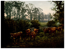 Milking Time. (Cows) Vintage Photochrome by P.Z, Photochrome Zurich Photochrome picture