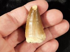 100 Million Year Old Mosasaurus TOOTH Fossil From Morocco 16.6gr picture