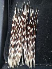 Real Genuine African Porcupine Quill Pair Collectable, Taxidermy, Curio  picture